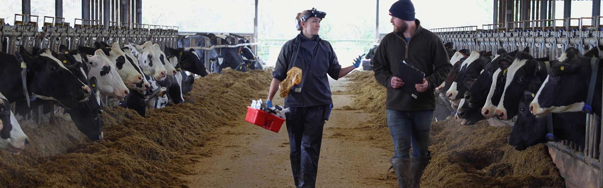 farmer walking through cow shed talking to a farm vet