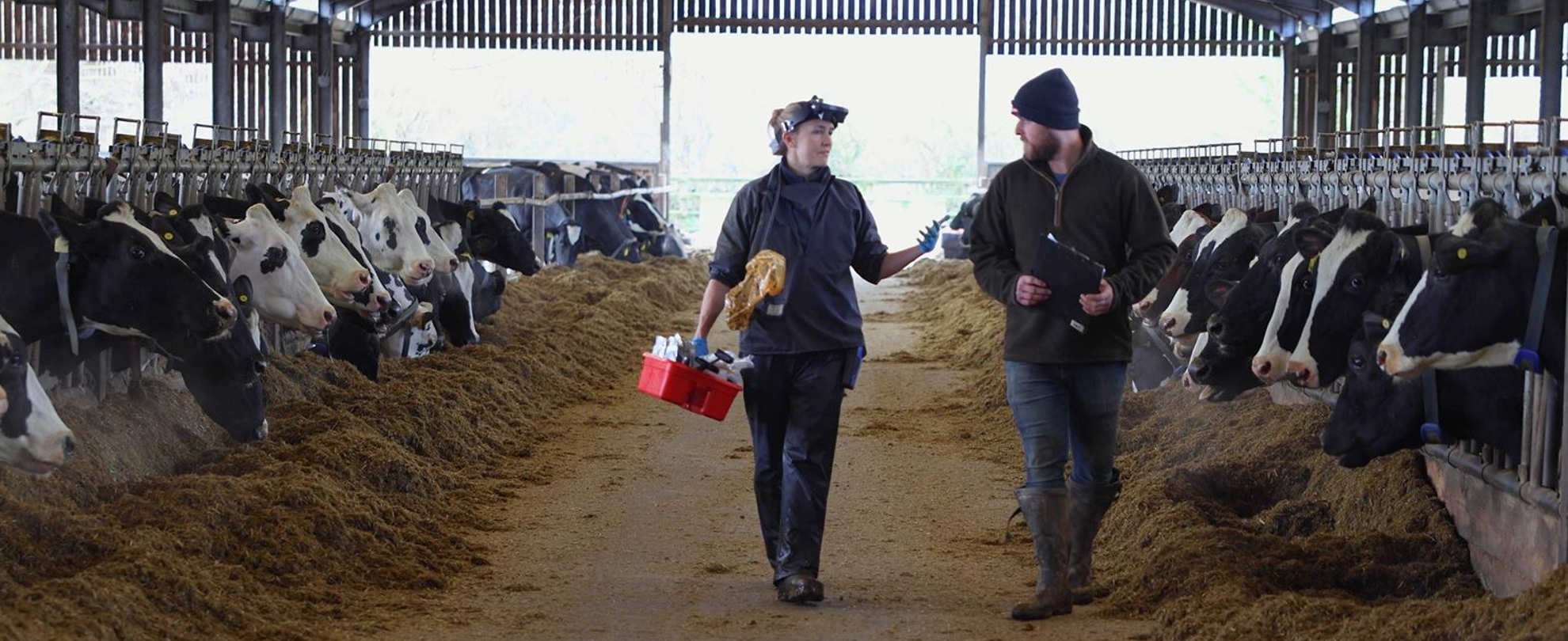 farmer walking through cow shed talking to a farm vet