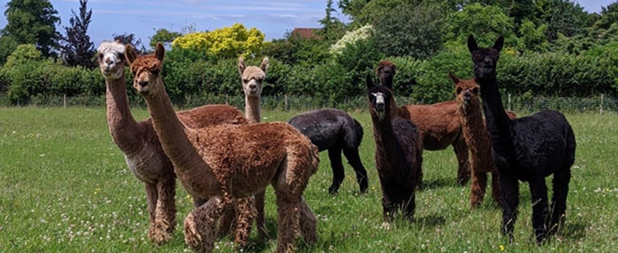 Vitamin D Supplementation in Alpacas: Preventing Rickets in the UK ...