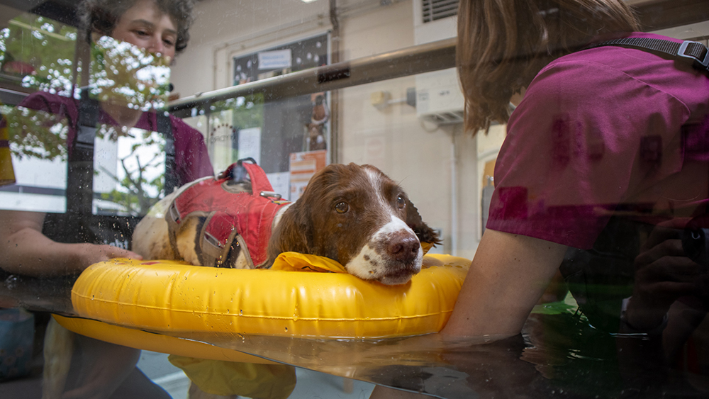 A dog is supported on a water treadmill by a float and two of the rehabilitation team