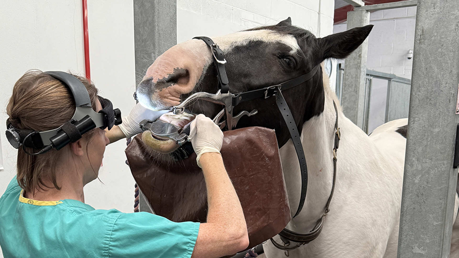 Equine vet Karen examines a horses teeth