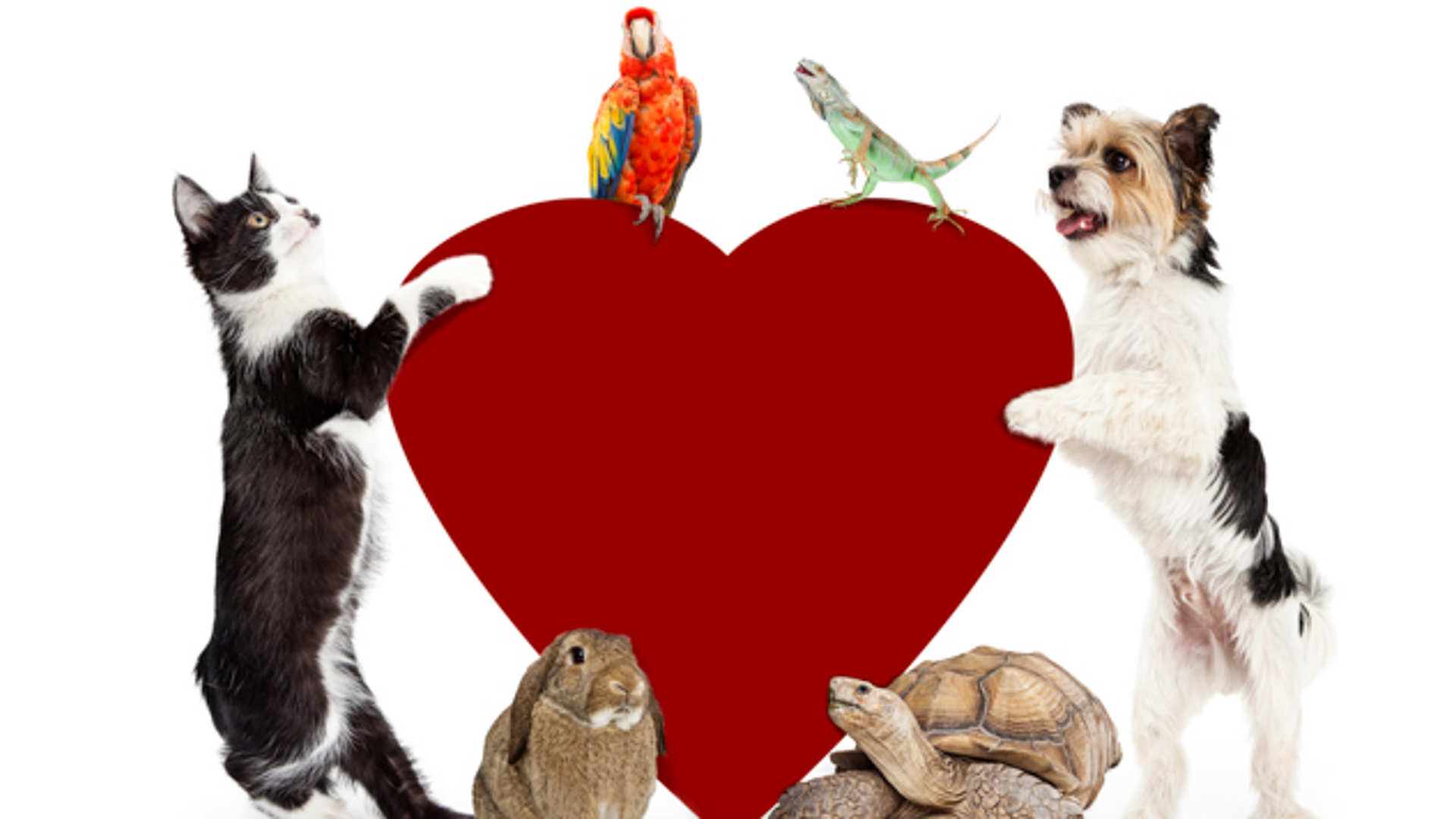 A group of pets including a cat, dog, rabbit, tortoise, parrot and lizard surround a large heart