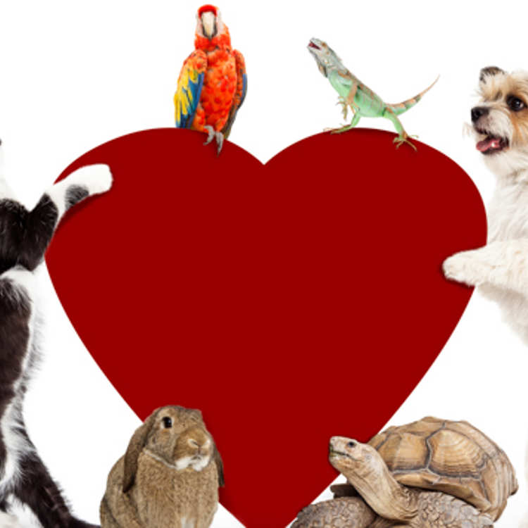 A group of pets including a cat, dog, rabbit, tortoise, parrot and lizard surround a large heart