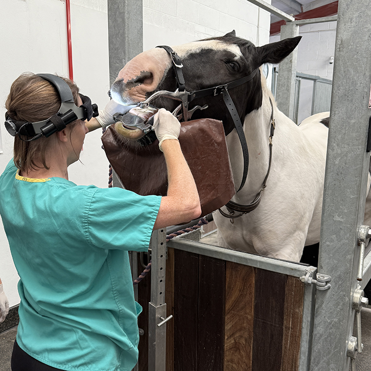 Vet Karen examines a horses teeth