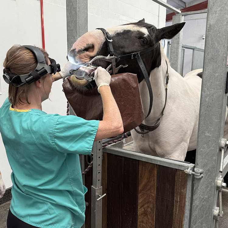 Vet Karen examines a horses teeth