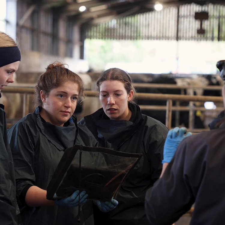 Three vet students looking at a scanner and being taught by a farm vet on a dairy farm