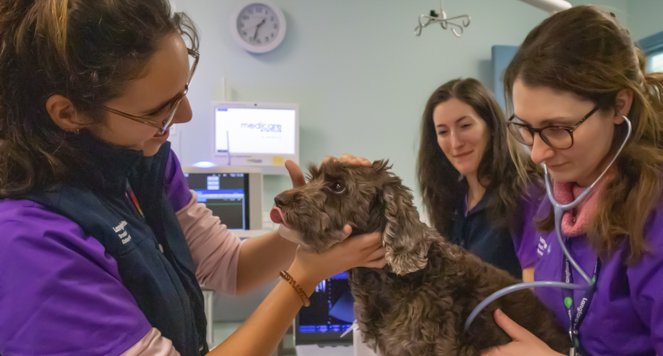 A vet intern examines a small curly haired dog, while another provide reassurance
