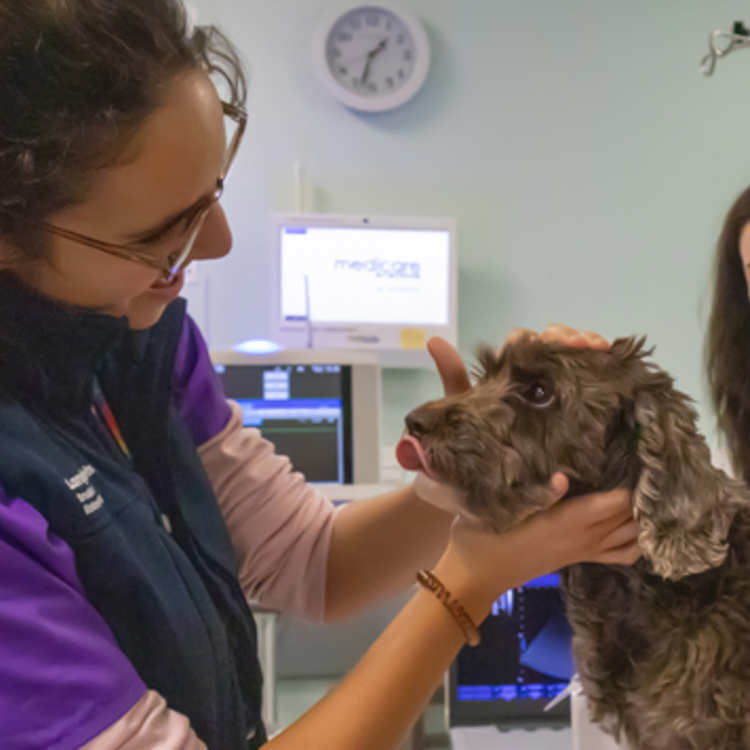 A vet intern examines a small curly haired dog, while another provide reassurance