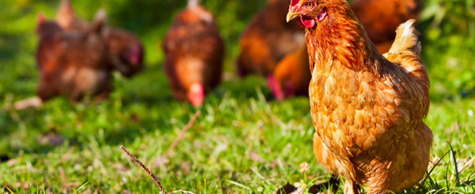 Chickens roam free range around a field, pecking at the ground