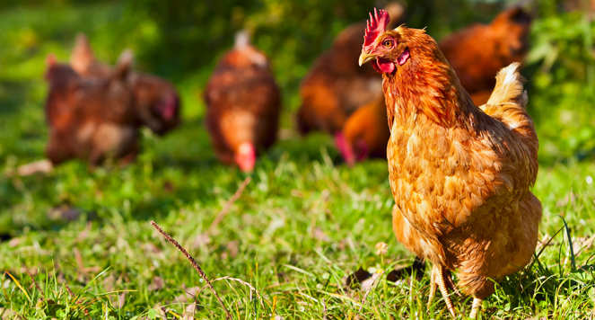 Chickens roam free range around a field, pecking at the ground