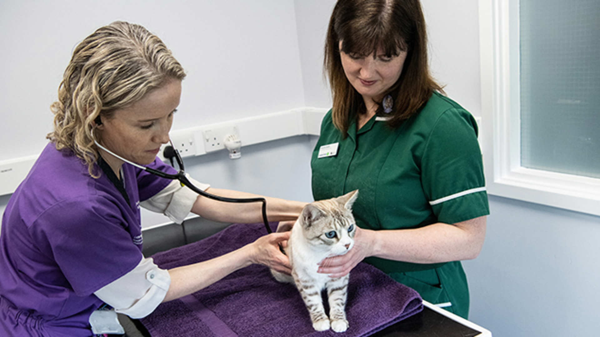A feline vet and feline vet nurse gentle hold a cat while listening to it's heart.