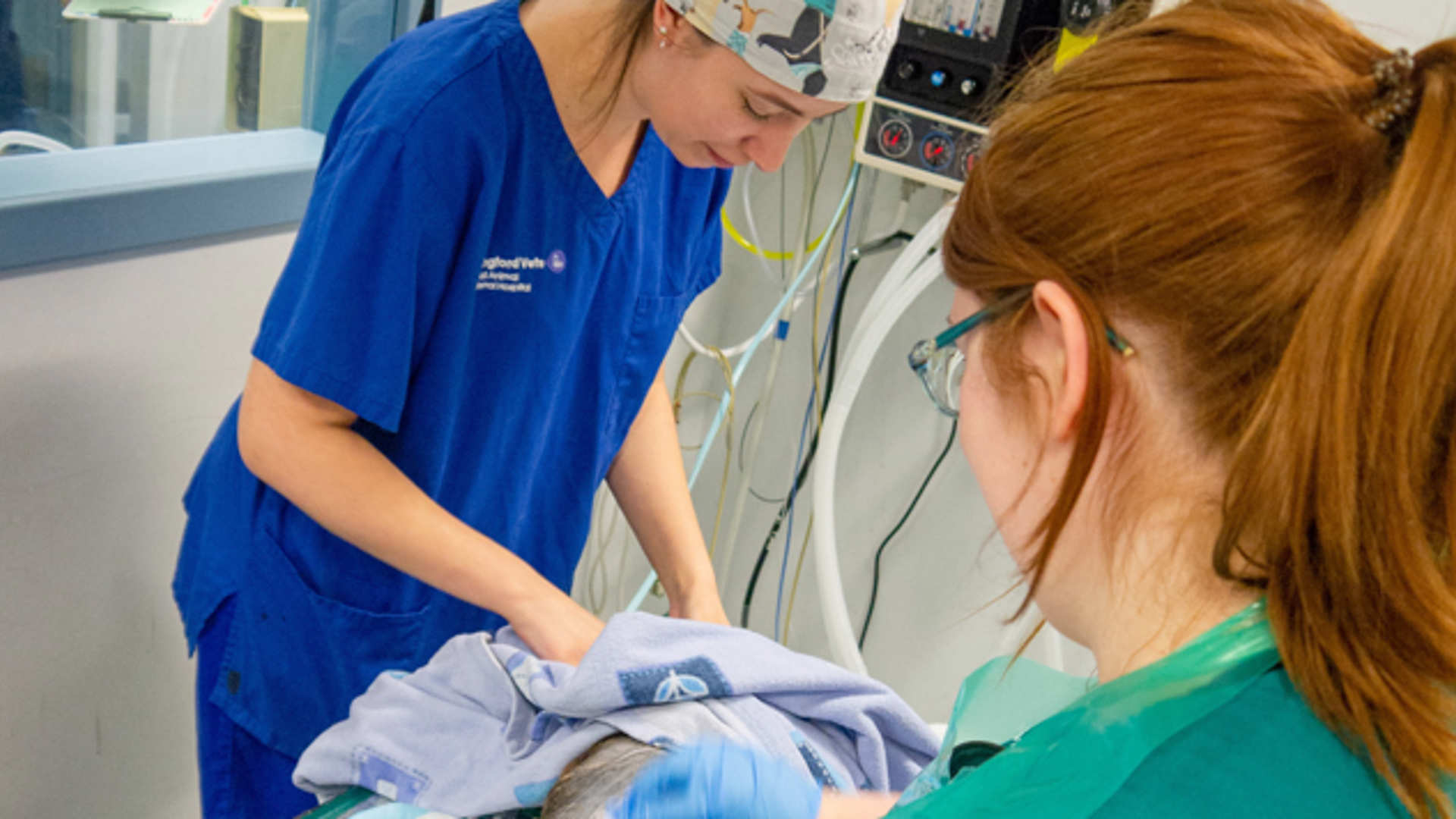Two anaesthesia vet nurses prepare a patient for theatre