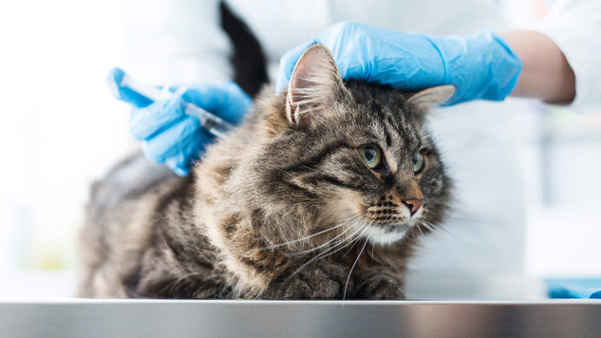 Cat Carrier Advice Langford Vets cat-carrier-advice-langford-vets