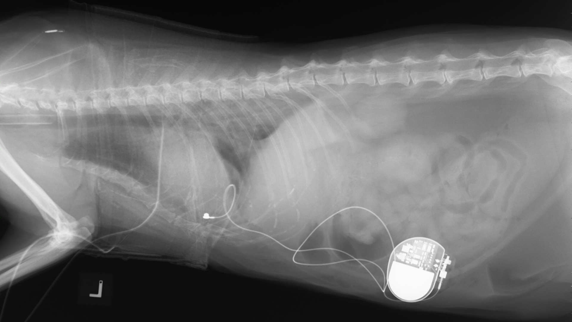Merlin Pacemaker Phoenix and Merlin - Feline Pacemaker | Langford Vets