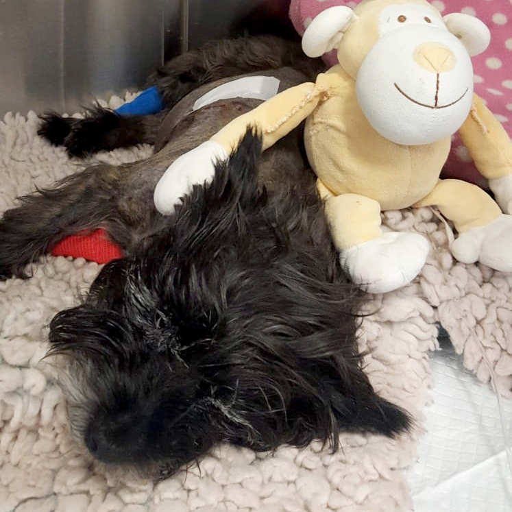 Tilly is comforted by her cuddly monkey toy while she is hospitalised