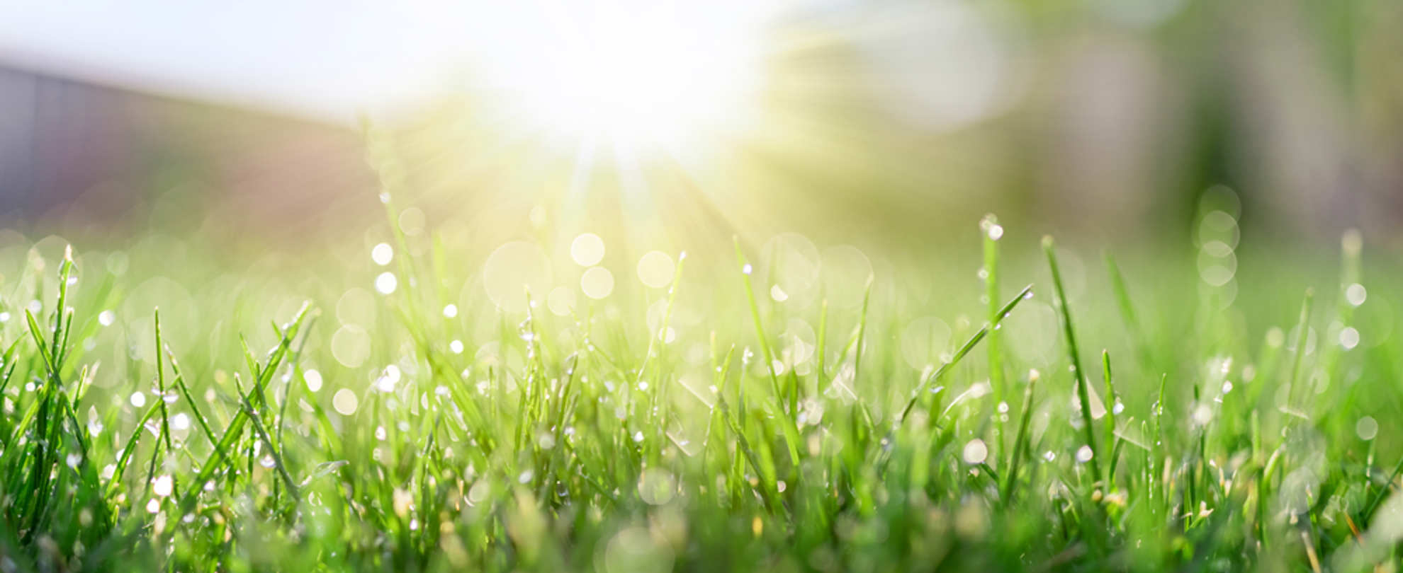 The sun rises over a field of lush dewy grass