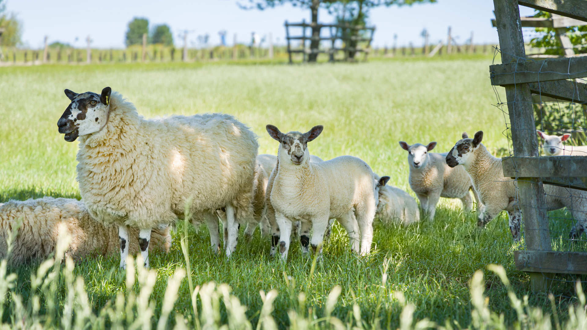A sheep and group of lambs in sunny field