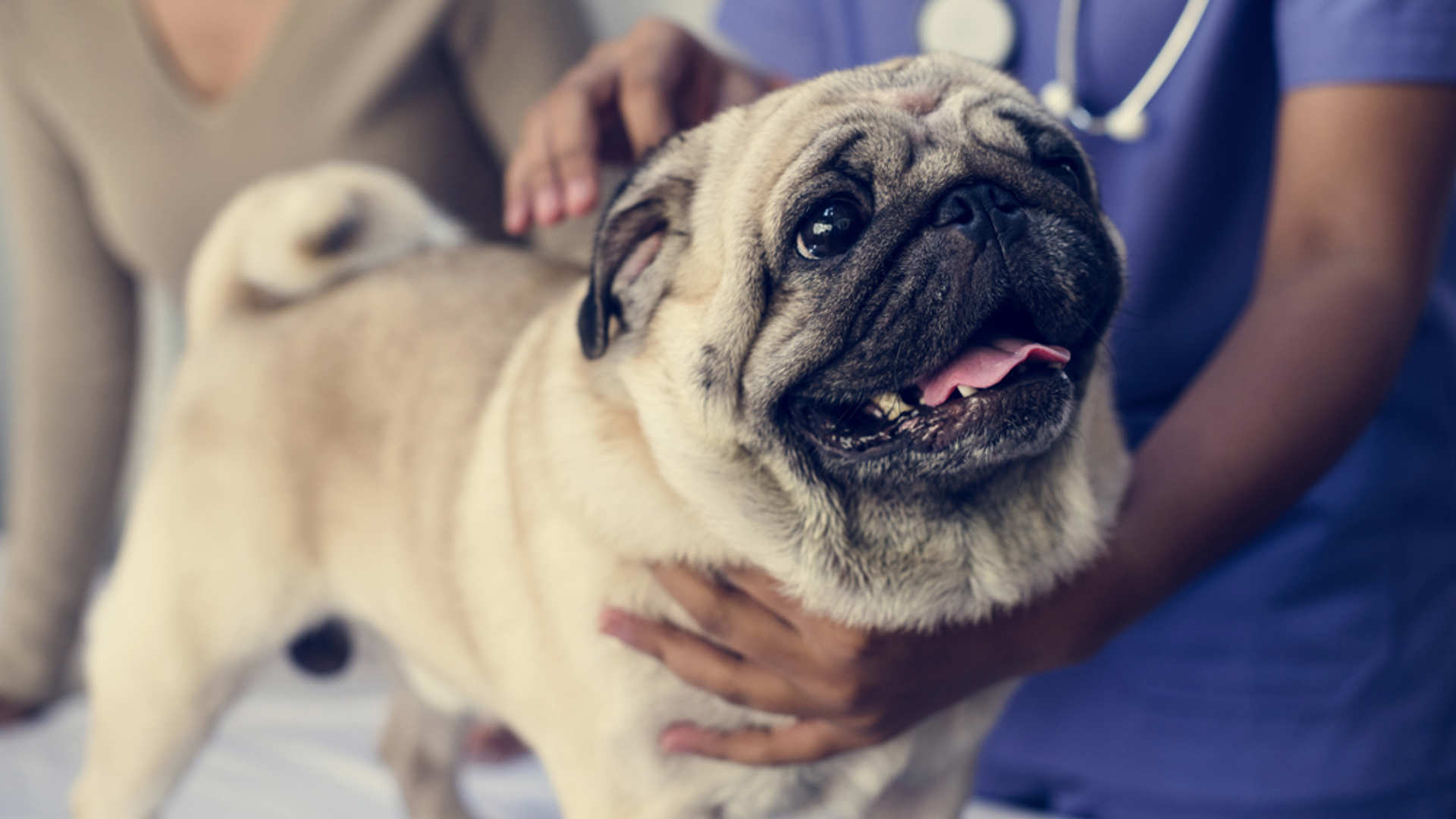 A panting pug is examined by a vet