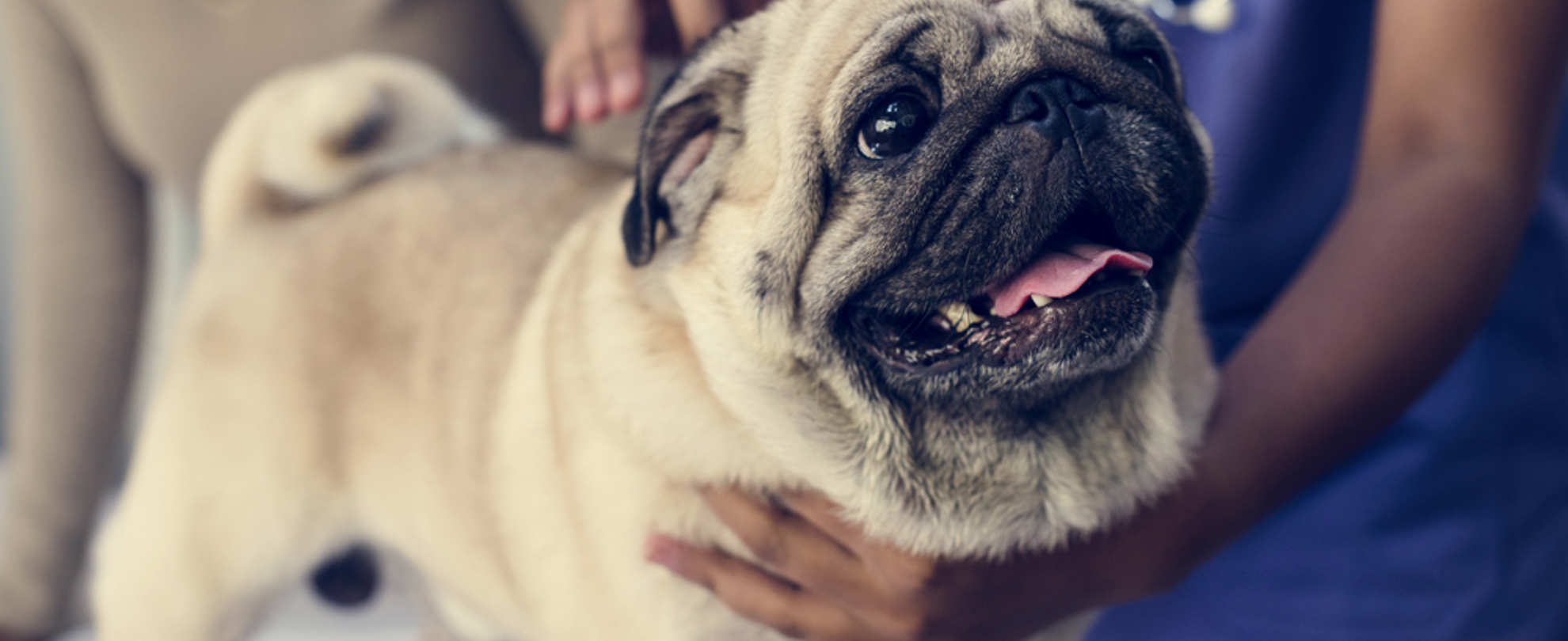 A panting pug is examined by a vet