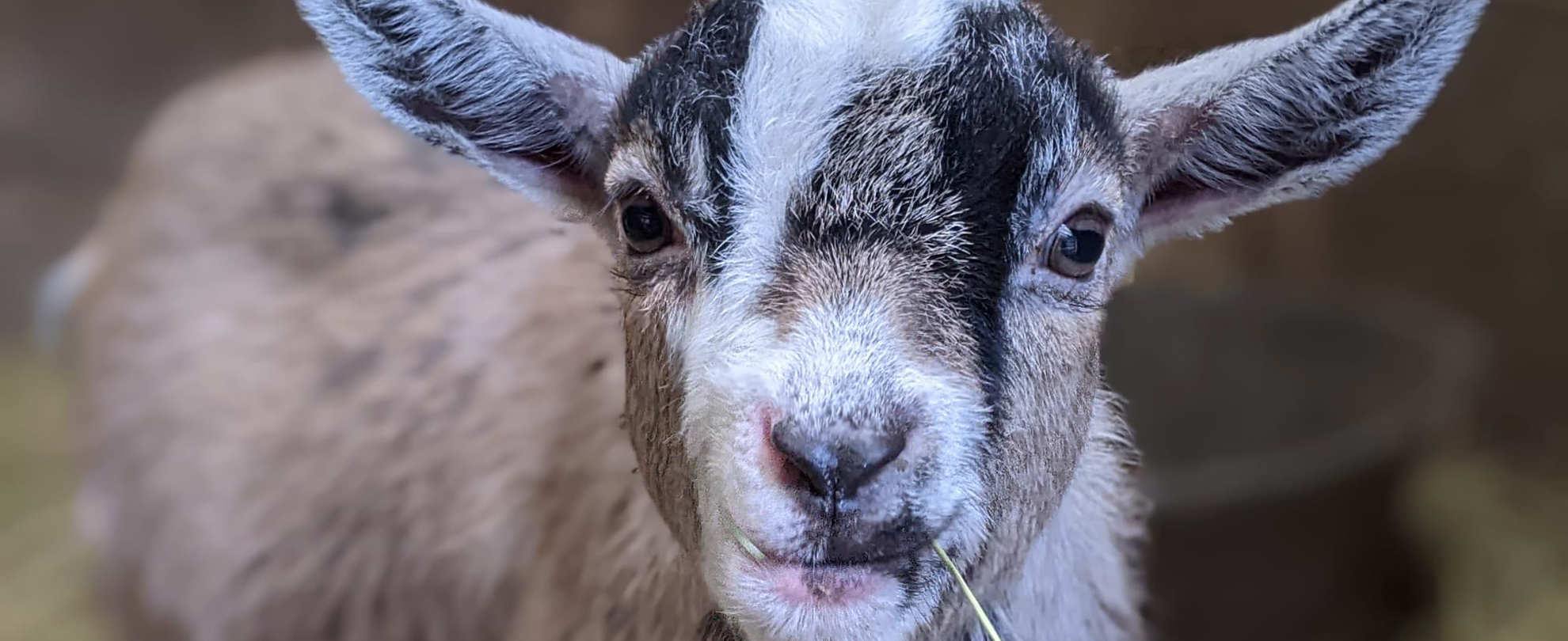 Young goat close up looking into camera