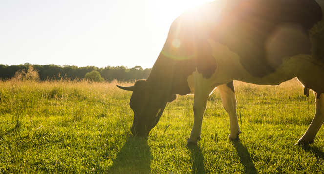A silhouette or a horned cow in the evening with a starburst of sun peeking out from behind the cow
