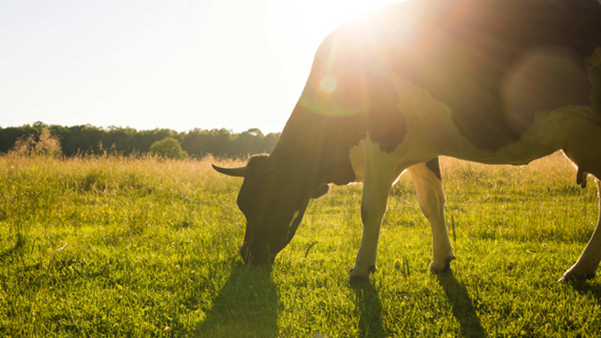 A silhouette or a horned cow in the evening with a starburst of sun peeking out from behind the cow
