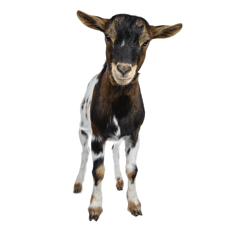 A brown and white pygmy goat stares inquisitively at the camera