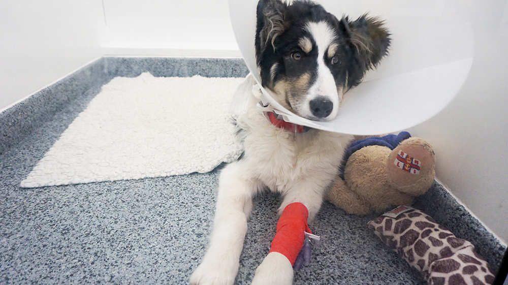 Skye is hospitalised, she has a red bandage on her leg and she is wearing a buster collar. She has some cuddly toys to keep her company.