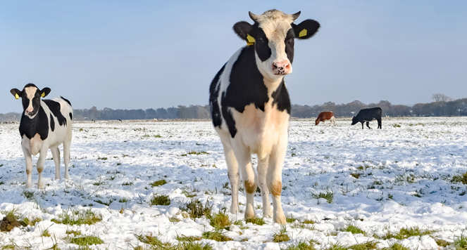 A herd of dairy cattle in a snow covered field with tufts of grass poking through the melting snow.
