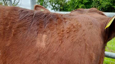 This bovine shows a positive reaction to a tb test