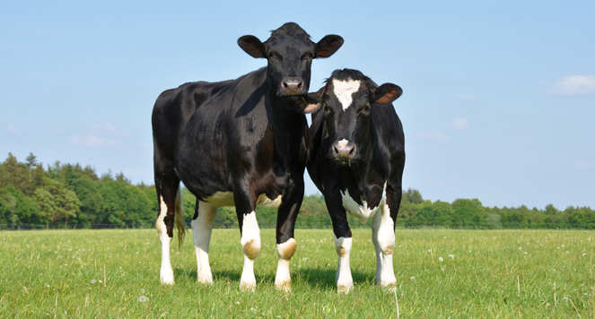 Two black and white dairy cows stand together in a grassy field under a blue sky