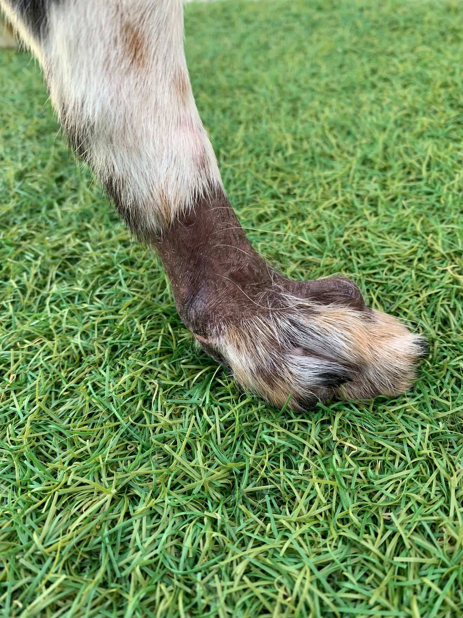 Nellie's foot is fully healed and her fur is growing back well