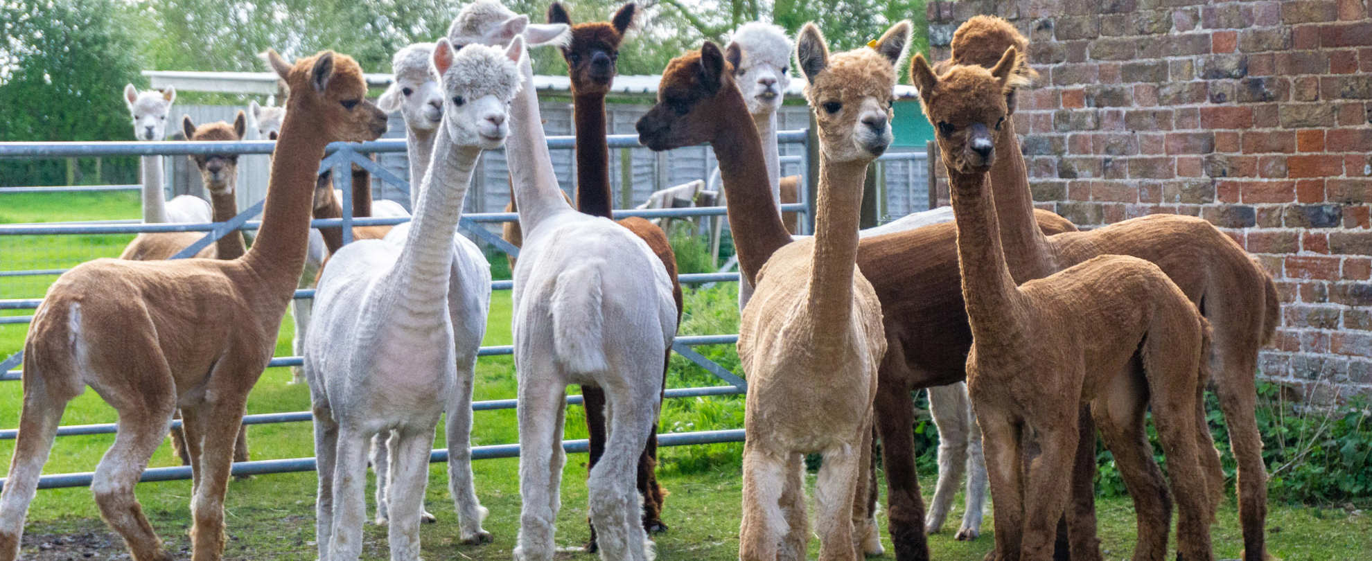 A large group of different colored alpacas 