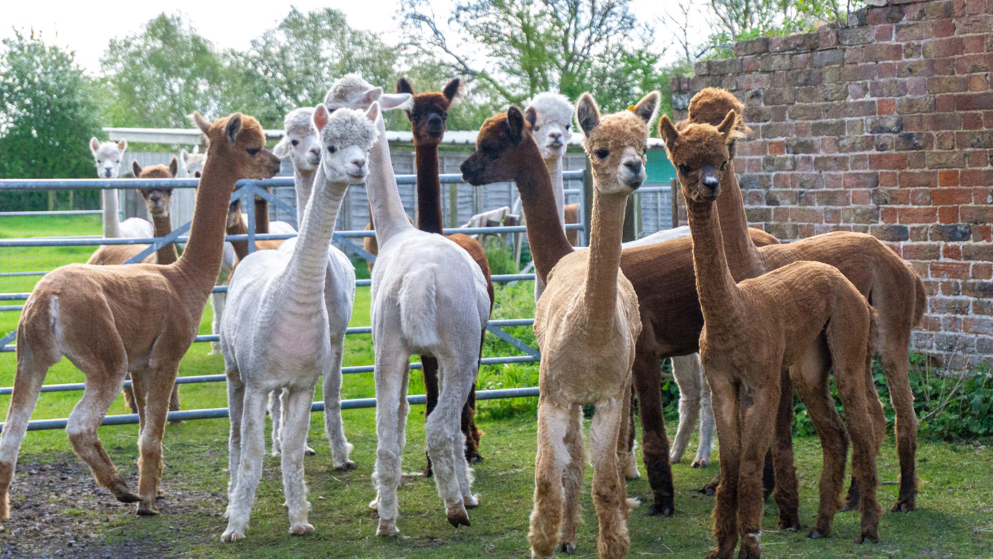 A large group of different colored alpacas 