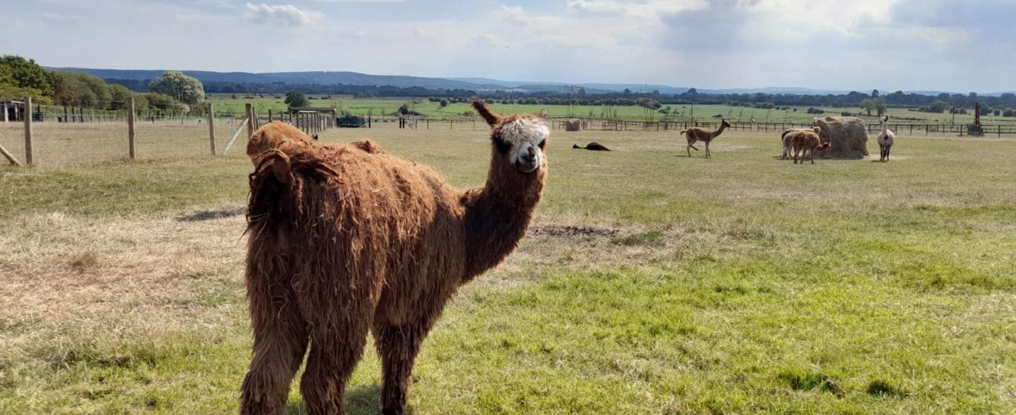 Alpaca turning its head to look behind it