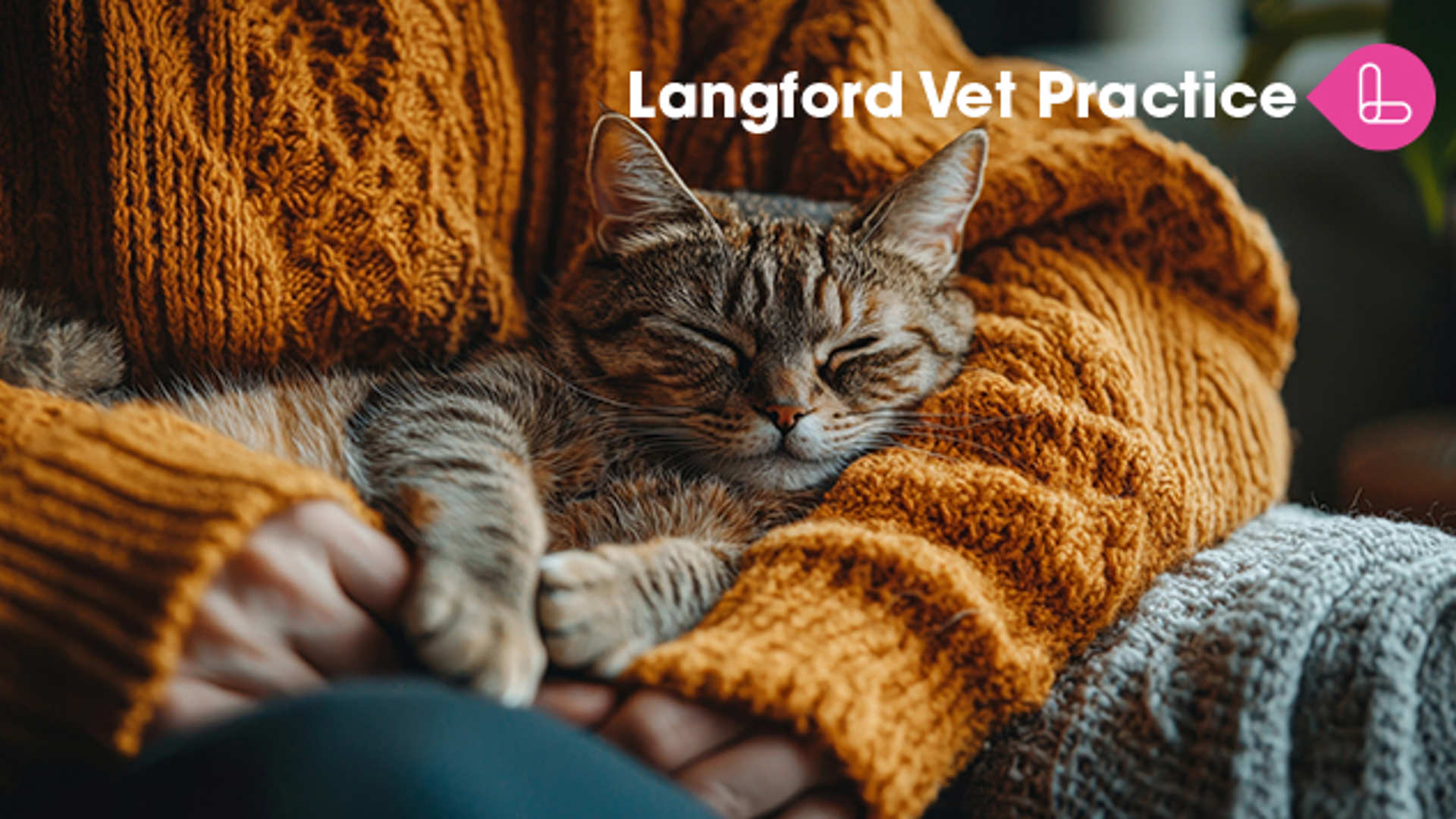 Nine Lives and Beyond : Thriving in the Senior Feline Years | Langford Vets