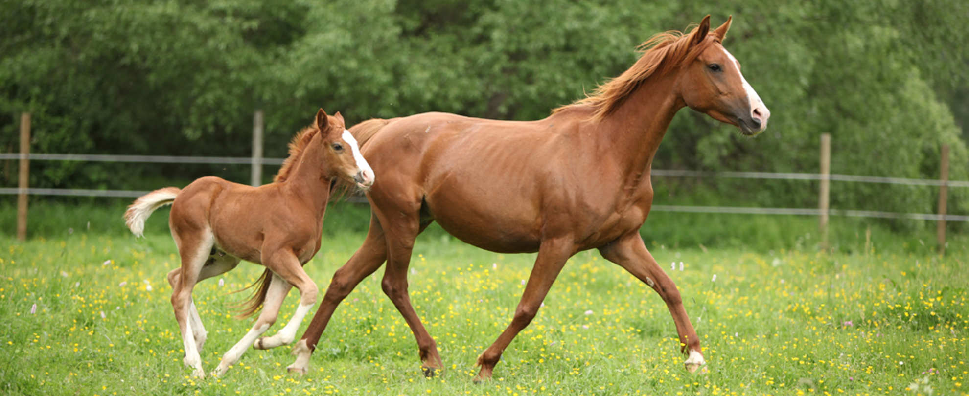 A mare walks through the grass followed closely by her foal