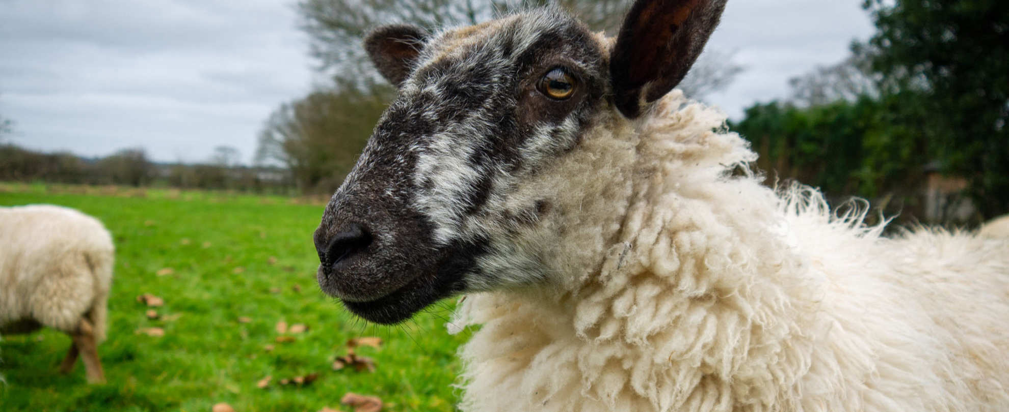 Close up picture of a black and white sheep in a field
