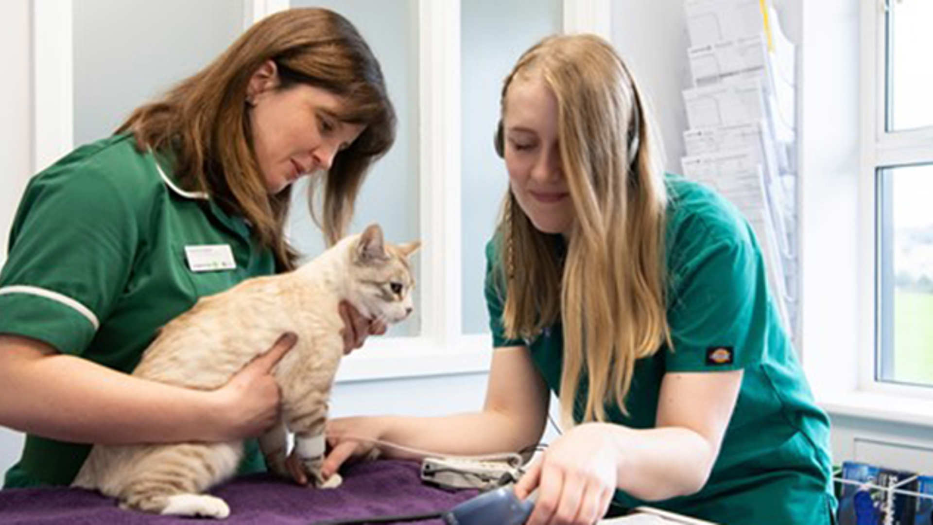 Two vet nurses check a cat's blood pressure