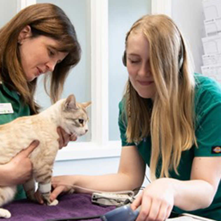 Two vet nurses check a cat's blood pressure