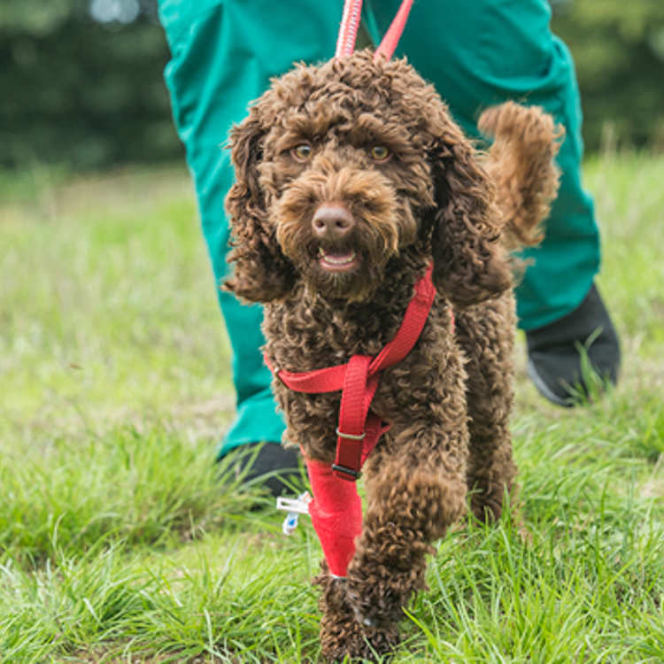 A happy Cockerpoo exercising in the grounds with a vet nurse