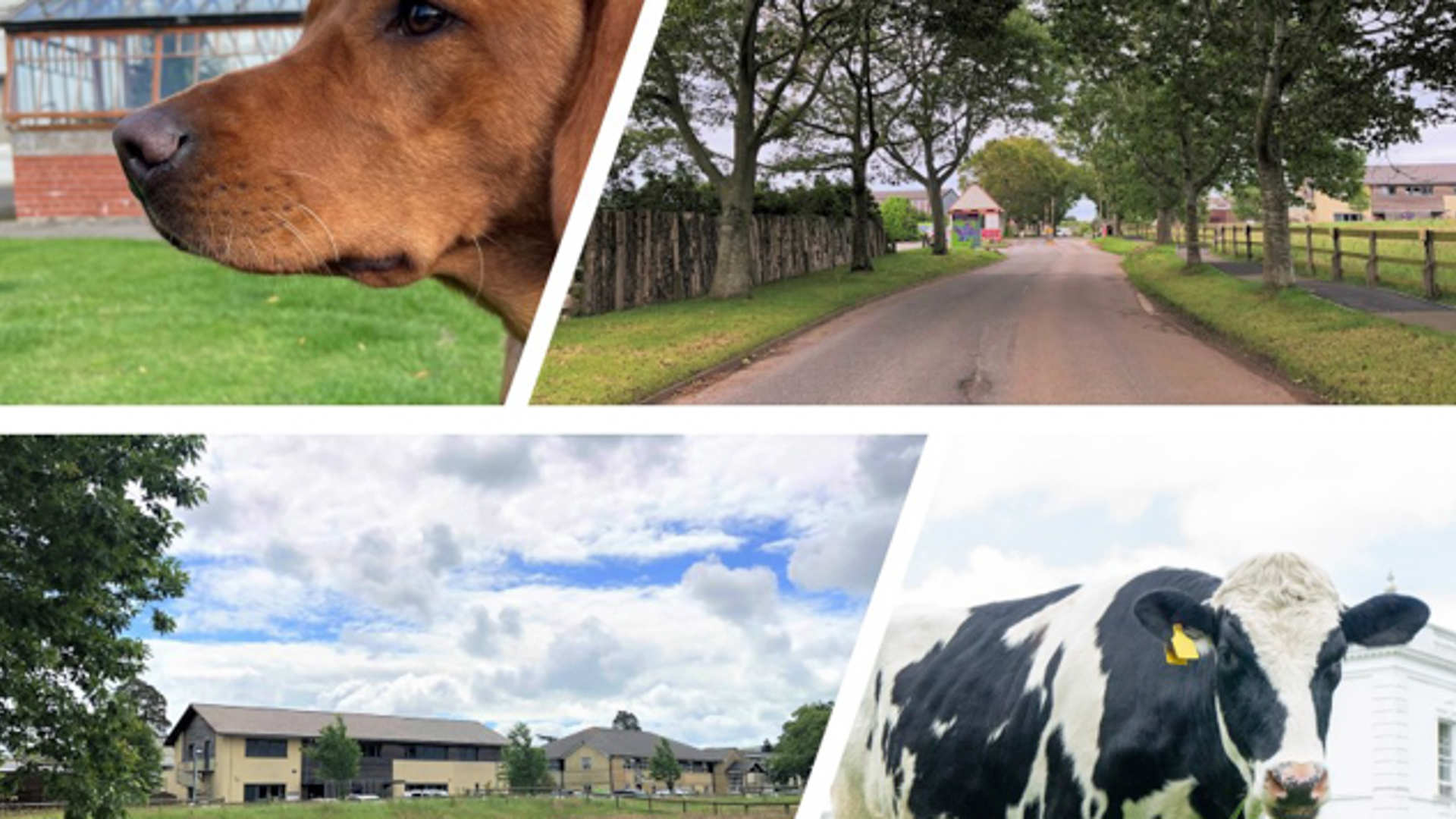 A photo collage showing a dog, the entrance to the Langford Vets site, the view towwards Langford Vet Practice and the Small Animal Referral Hospital and a dairy cow.