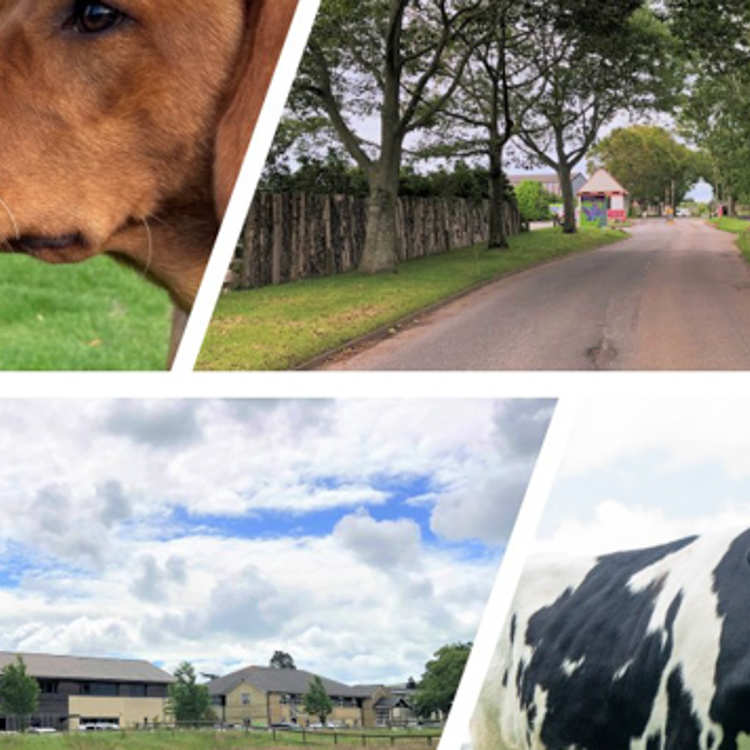 A photo collage showing a dog, the entrance to the Langford Vets site, the view towwards Langford Vet Practice and the Small Animal Referral Hospital and a dairy cow.