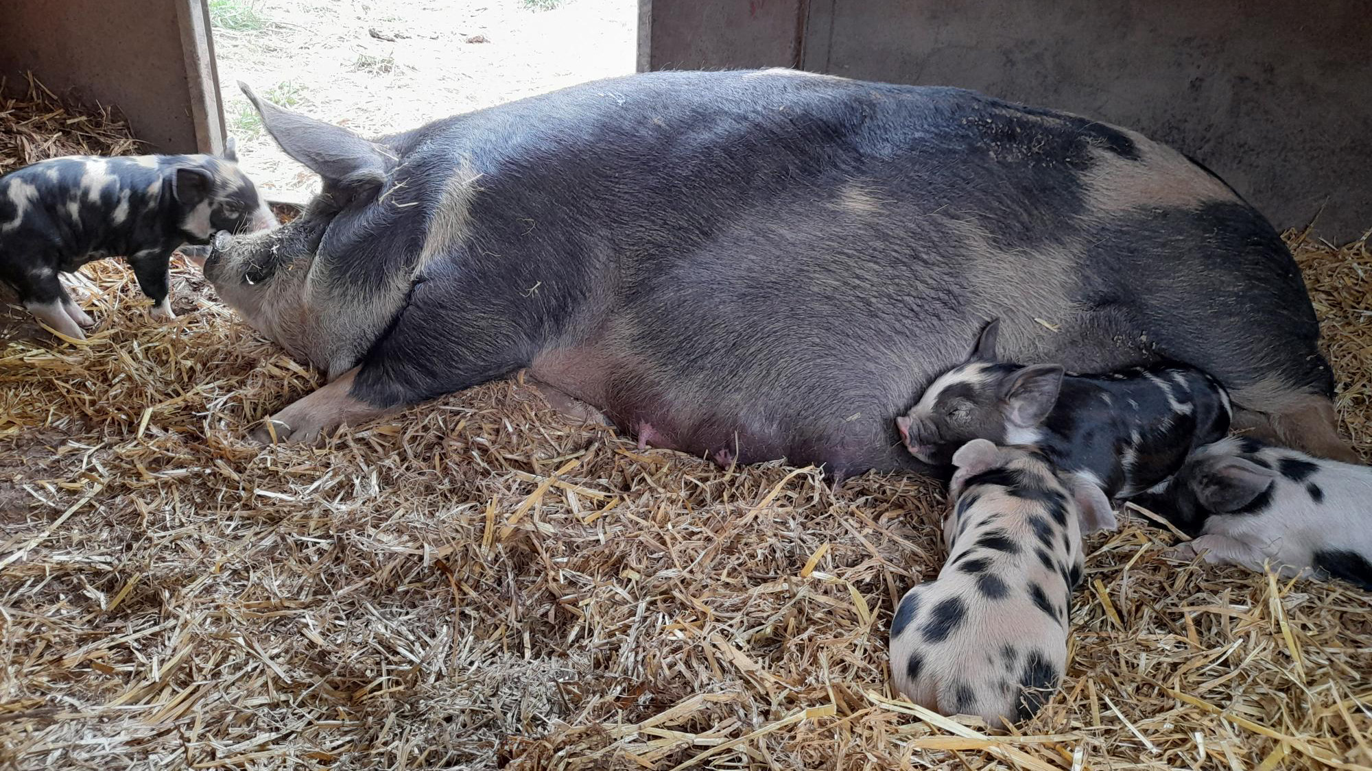 Adult black and white pig lying down in straw with her piglets nestled into her