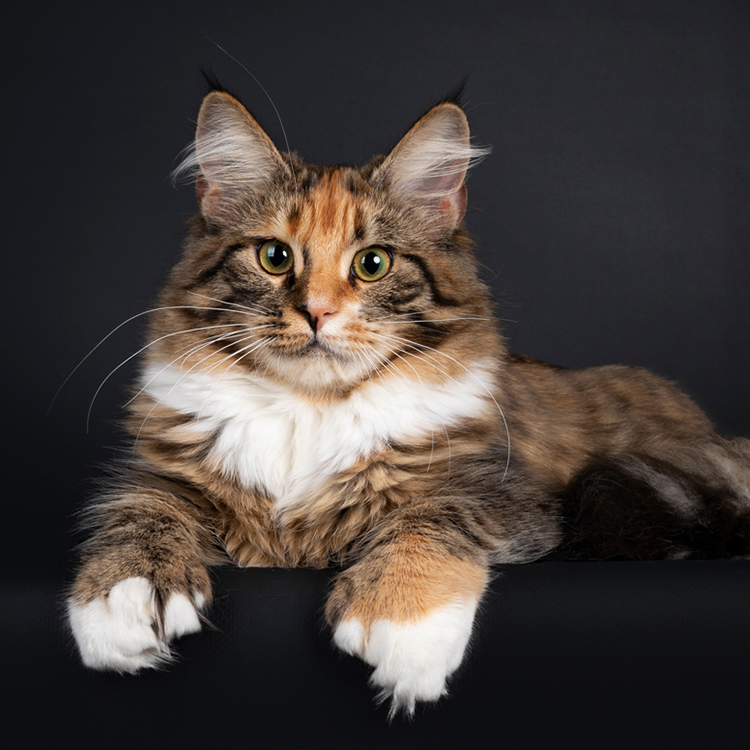 double pawed maine coon cats