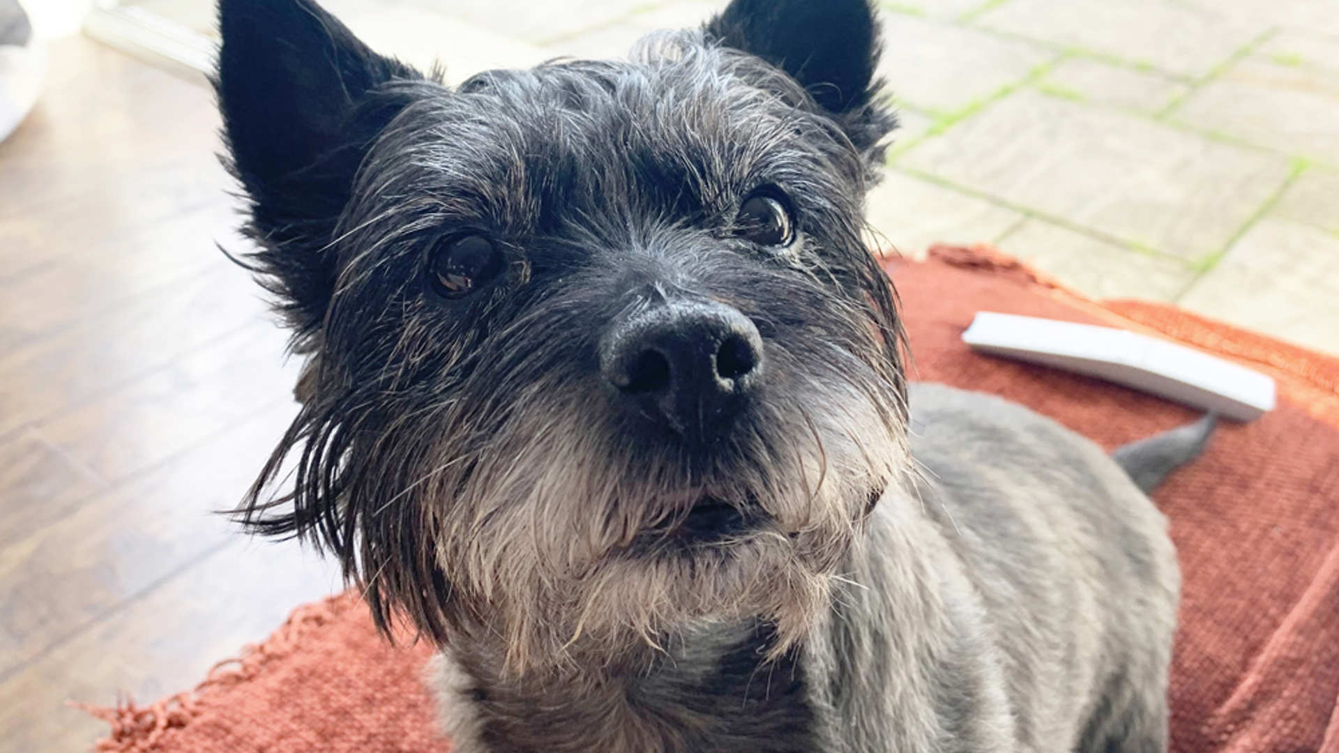 Tilly relaxes on the sofa at home