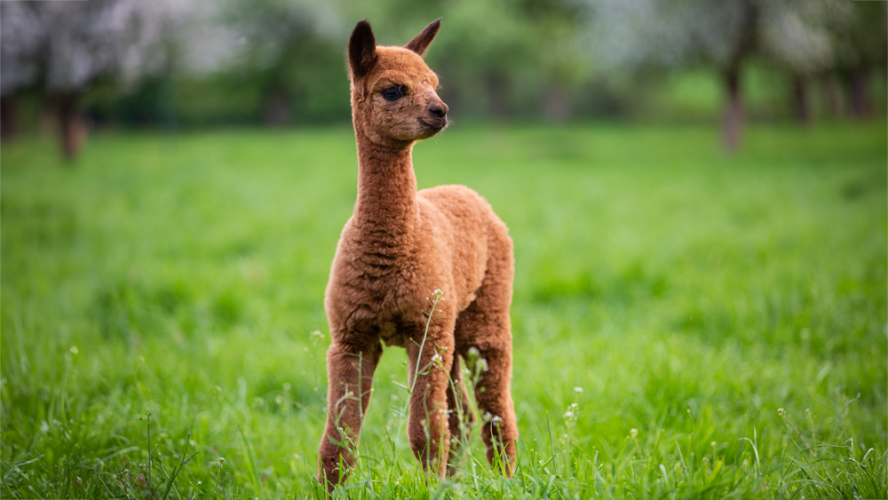 A brown cria stands in a grassy meadow 
