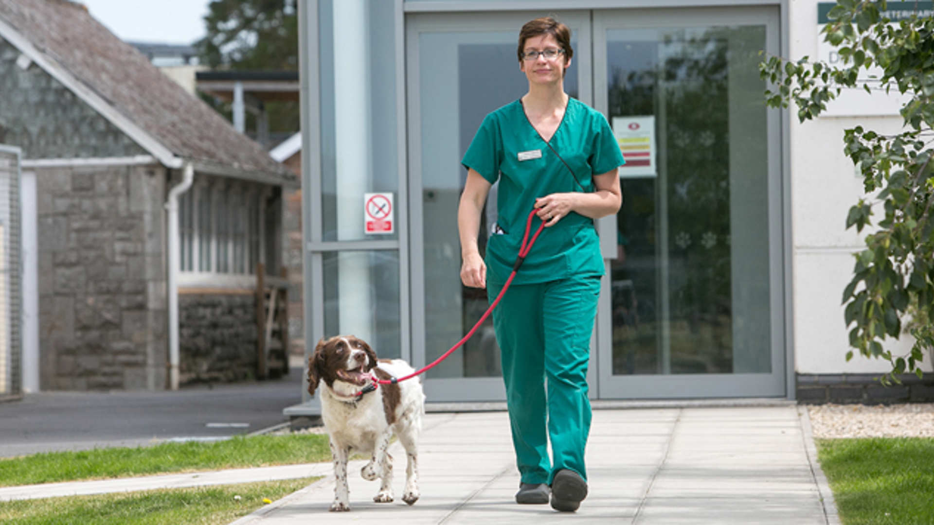 A vet nurse walks a spaniel in the sunny practice grounds