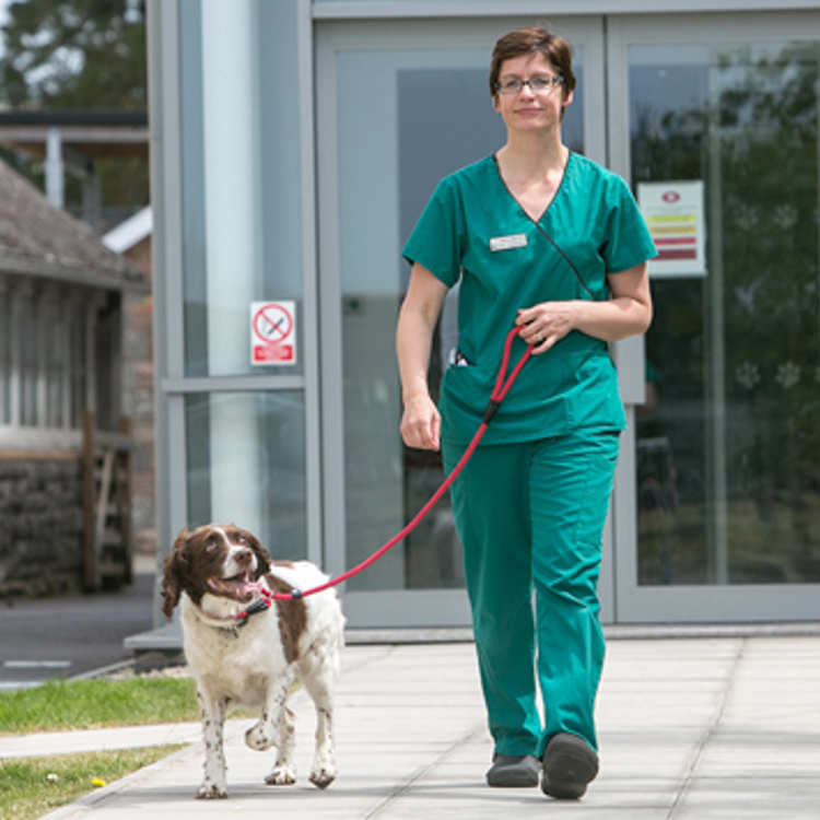 A vet nurse walks a spaniel in the sunny practice grounds