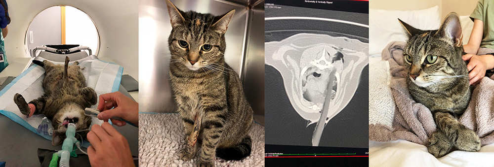 A series of images which show Bella in the scanner with the stick protruding from her chest through to Bella relaxing at home after her surgery, wrapped in a comfy blanket being stroked by her owner